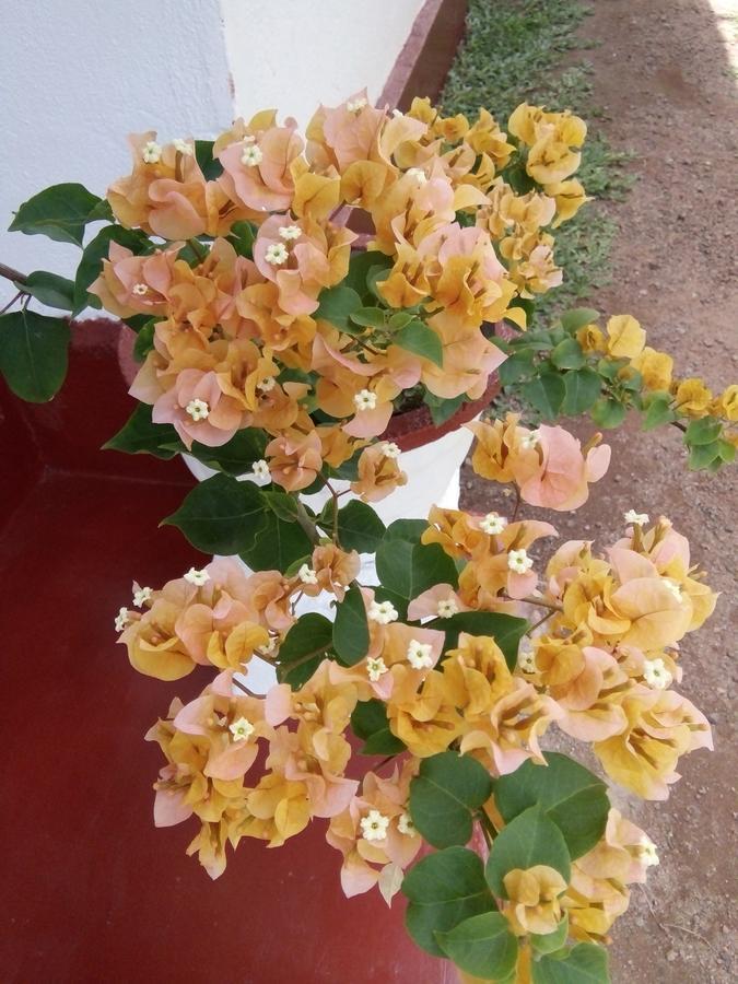 Bentota Orchid House Bed & Breakfast Luaran gambar