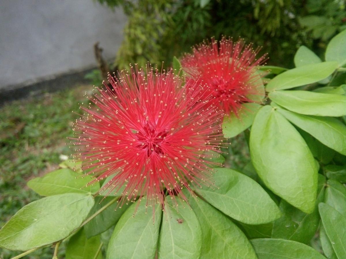Bentota Orchid House Bed & Breakfast Luaran gambar
